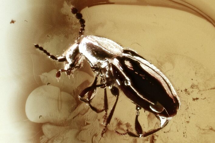 Fossil Ant-Like Stone Beetle (Scydmaeninae) in Baltic Amber #321733